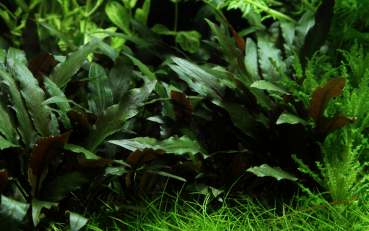 Cryptocoryne beckettii 'Petchii' - Petchs Wasserkelch / Becketts Wasserkelch